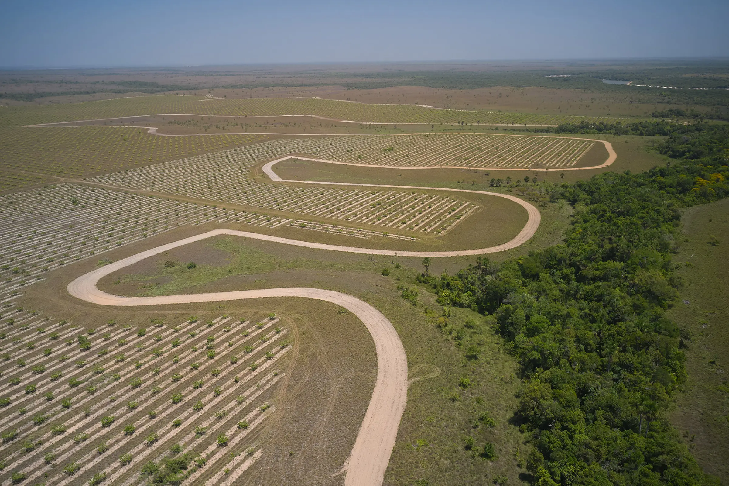 Aerial view of cashew rows extending into Vichada savanna