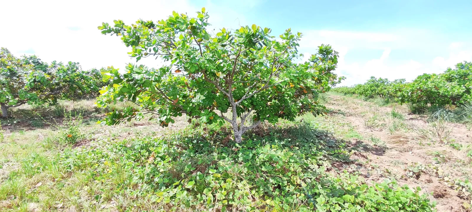 Desmodium cover crop between cashew rows; healthy soil close-up