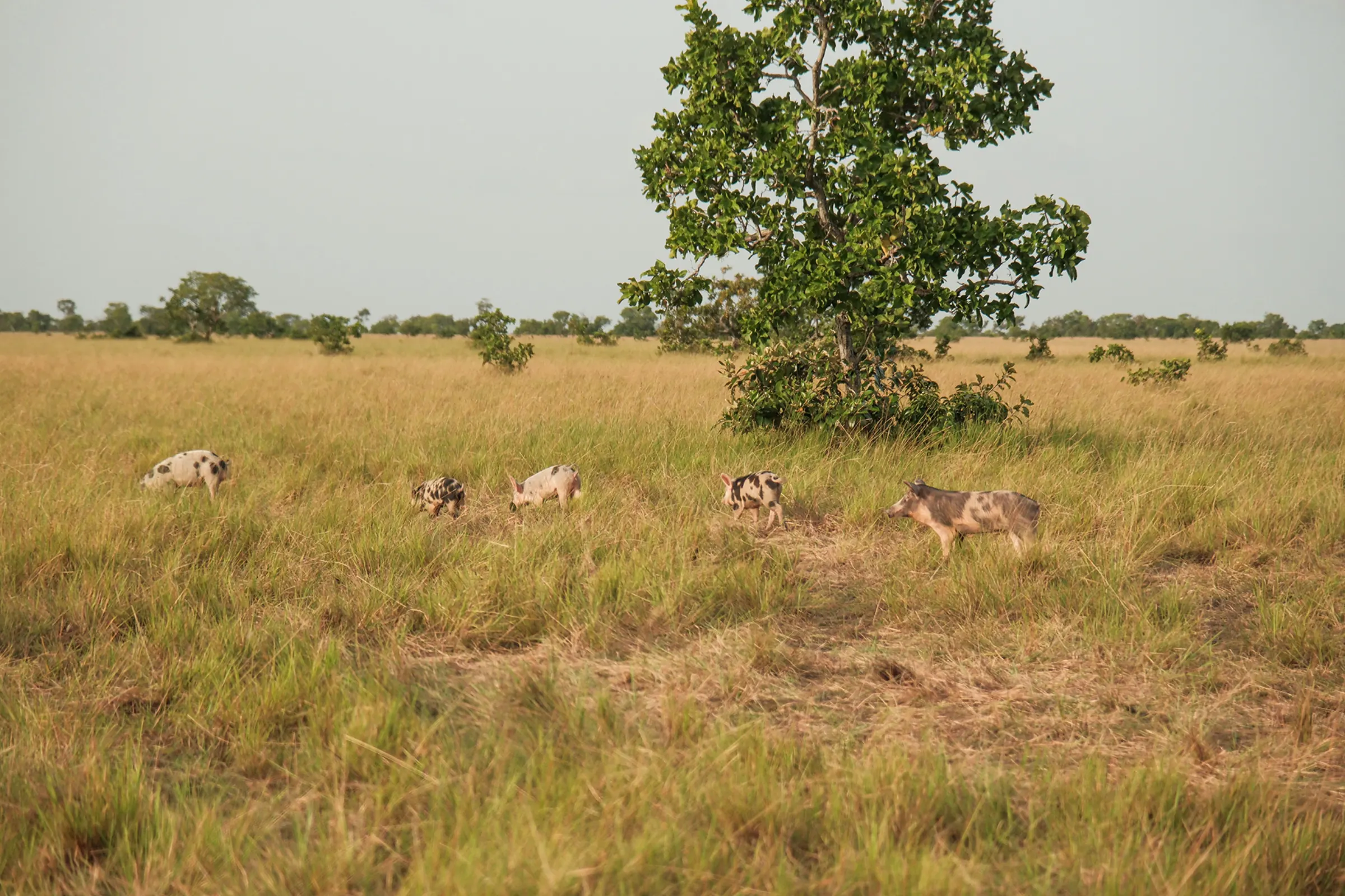 Gallery forest edge in Vichada at sunset