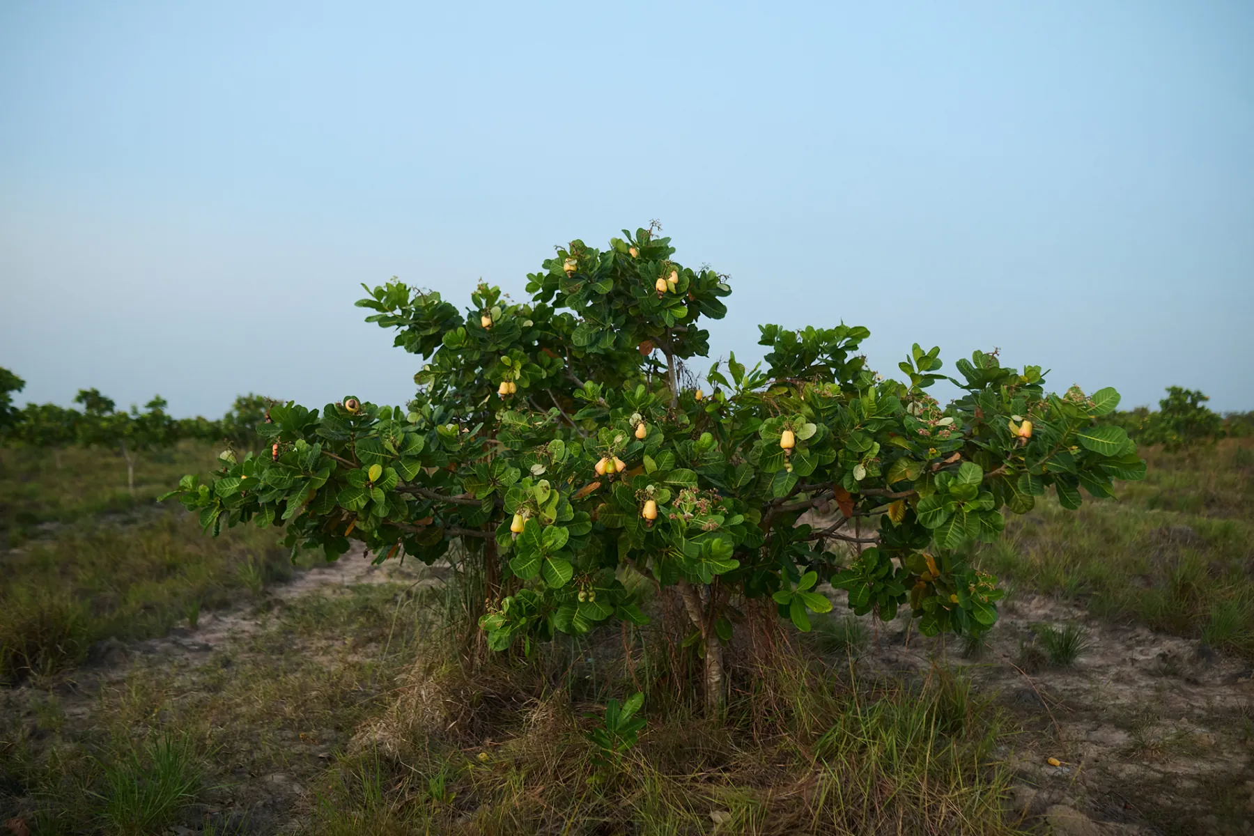Cashew tree in flower