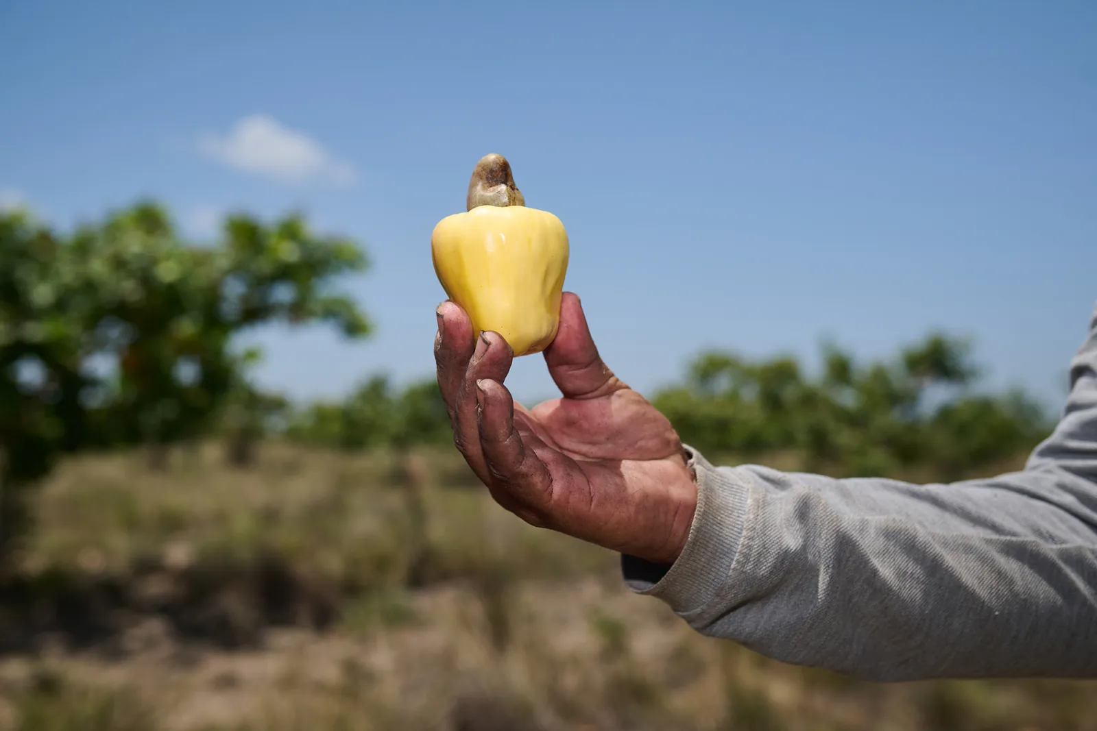 Cashew butter, flower honey and juice — product trio